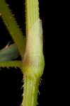 Arrowleaf tearthumb